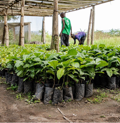 Coffee Nursery